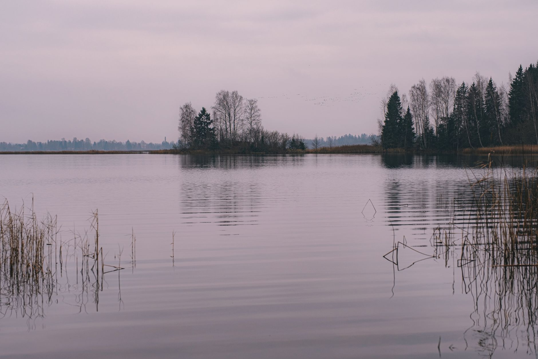 En stille sø med siv i forgrunden og træer på en lille ø